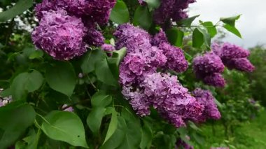 Bahar zamanı leylak bahçesi ağaçları, bahçıvanlık, botanik, çiçek, 4k makro video.