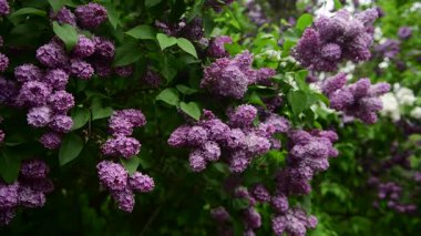 Bahar zamanı leylak bahçesi ağaçları, bahçıvanlık, botanik, çiçek, 4k makro video.