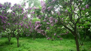 Bahar zamanı leylak bahçesi ağaçları, bahçıvanlık, botanik, çiçek, 4k makro video.