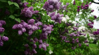 Bahar zamanı leylak bahçesi ağaçları, bahçıvanlık, botanik, çiçek, 4k makro video.