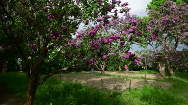 Bahar zamanı leylak bahçesi ağaçları, bahçıvanlık, botanik, çiçek, 4k makro video.
