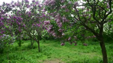 Bahar zamanı leylak bahçesi ağaçları, bahçıvanlık, botanik, çiçek, 4k makro video.