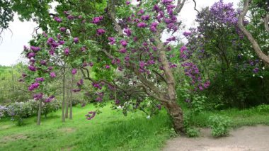 Bahar zamanı leylak bahçesi ağaçları, bahçıvanlık, botanik, çiçek, 4k makro video.
