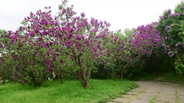 Bahar zamanı leylak bahçesi ağaçları, bahçıvanlık, botanik, çiçek, 4k makro video.