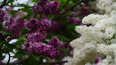 Bahar zamanı leylak bahçesi ağaçları, bahçıvanlık, botanik, çiçek, 4k makro video.