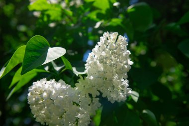 Güzel eflatun makro fotoğraf çekimi, bahar zamanı, doğa yakın.