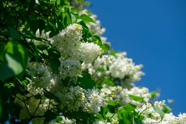 Güzel eflatun makro fotoğraf çekimi, bahar zamanı, doğa yakın.