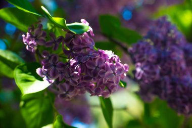 Güzel eflatun makro fotoğraf çekimi, bahar zamanı, doğa yakın.