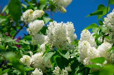 Güzel eflatun makro fotoğraf çekimi, bahar zamanı, doğa yakın.
