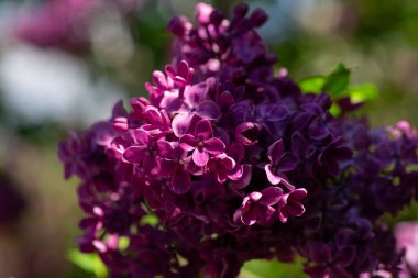 Güzel eflatun makro fotoğraf çekimi, bahar zamanı, doğa yakın.