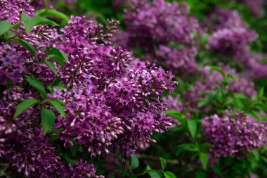 Güzel eflatun makro fotoğraf çekimi, bahar zamanı, doğa yakın.