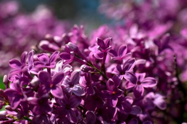 Güzel eflatun makro fotoğraf çekimi, bahar zamanı, doğa yakın.