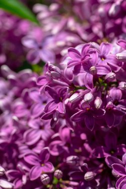 Güzel eflatun makro fotoğraf çekimi, bahar zamanı, doğa yakın.