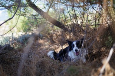 Ortadan kaybolduktan sonra gizli bir yerde bulunan mutlu bir çoban köpeğinin fotoğrafı. Heyecan verici hayvan kurtarma.