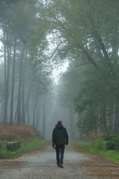 Çam ormanında orman yolunda tek başına yürüyen yetişkin bir insanın fotoğrafı. Sonbaharda sisli bir günde yürüyüş yapmak.