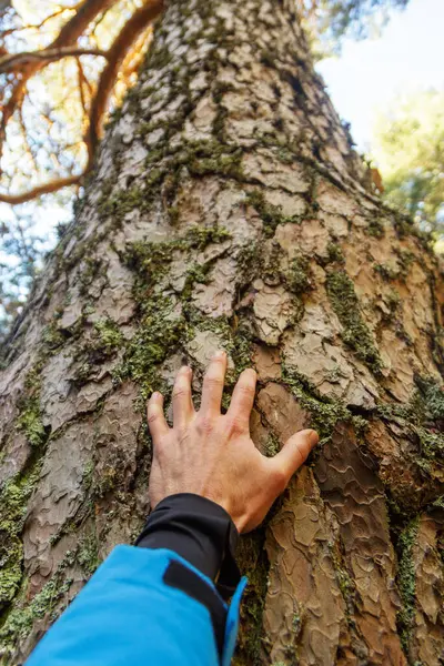 Man\'s hand touching the trunk of a tree. Preservation and conservation of the environment. international planet day