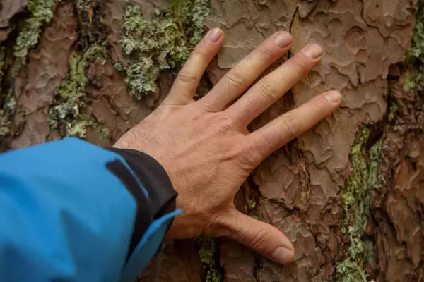 Man's hand touching the trunk of a tree. Preservation and conservation of the environment. international planet day
