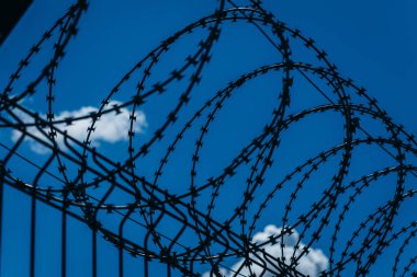 Dikenli teller gökyüzüne karşı