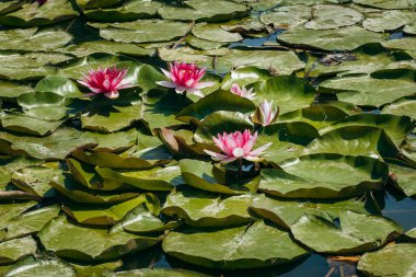  Doğada, nehirde Lily çiçeği