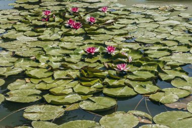 Doğada, nehirde Lily çiçeği