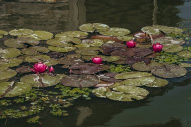  Doğada, nehirde Lily çiçeği