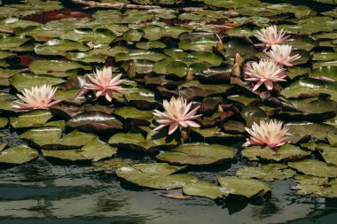  Doğada, nehirde Lily çiçeği