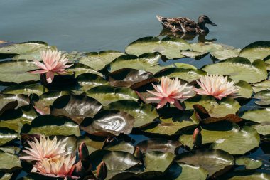  Doğada, nehirde Lily çiçeği