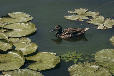  Doğada, nehirde Lily çiçeği