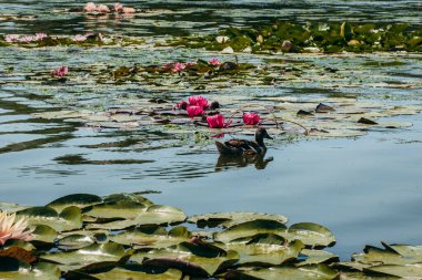  Doğada, nehirde Lily çiçeği