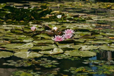 Doğada, nehirde Lily çiçeği