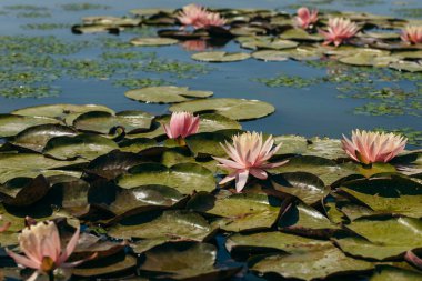  Doğada, nehirde Lily çiçeği
