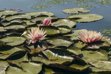  Doğada, nehirde Lily çiçeği