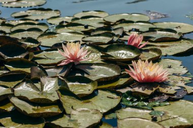  Doğada, nehirde Lily çiçeği