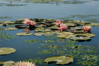  Doğada, nehirde Lily çiçeği