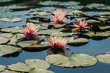  Doğada, nehirde Lily çiçeği