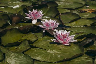  Doğada, nehirde Lily çiçeği