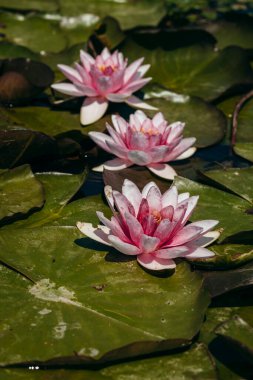  Doğada, nehirde Lily çiçeği