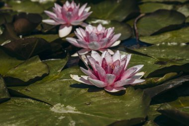 Doğada, nehirde Lily çiçeği