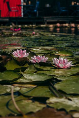  Doğada, nehirde Lily çiçeği