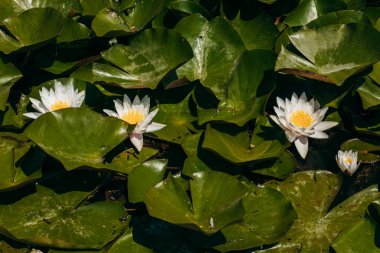  Doğada, nehirde Lily çiçeği