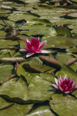  Doğada, nehirde Lily çiçeği