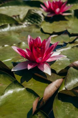  Doğada, nehirde Lily çiçeği