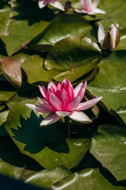  Doğada, nehirde Lily çiçeği