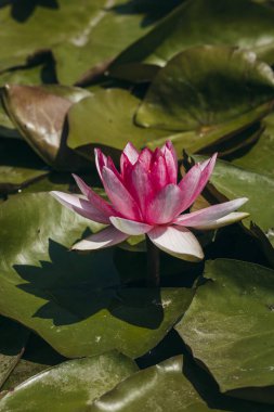  Doğada, nehirde Lily çiçeği