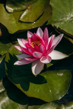  Doğada, nehirde Lily çiçeği