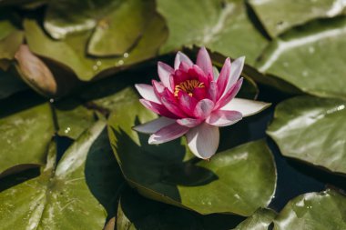  Doğada, nehirde Lily çiçeği