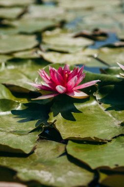  Doğada, nehirde Lily çiçeği