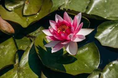  Doğada, nehirde Lily çiçeği