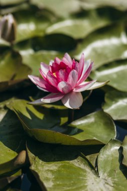  Doğada, nehirde Lily çiçeği