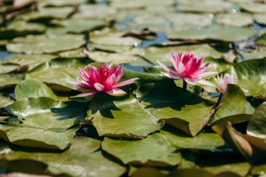  Doğada, nehirde Lily çiçeği